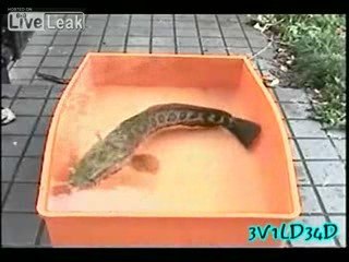 Le poisson python, drôle d'expérience