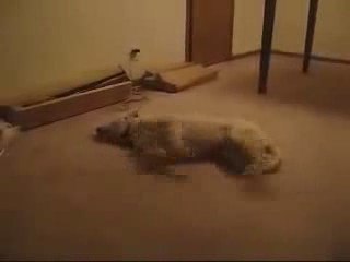 le chien de regis qui rêve