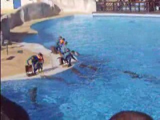 la ballet des dauphins