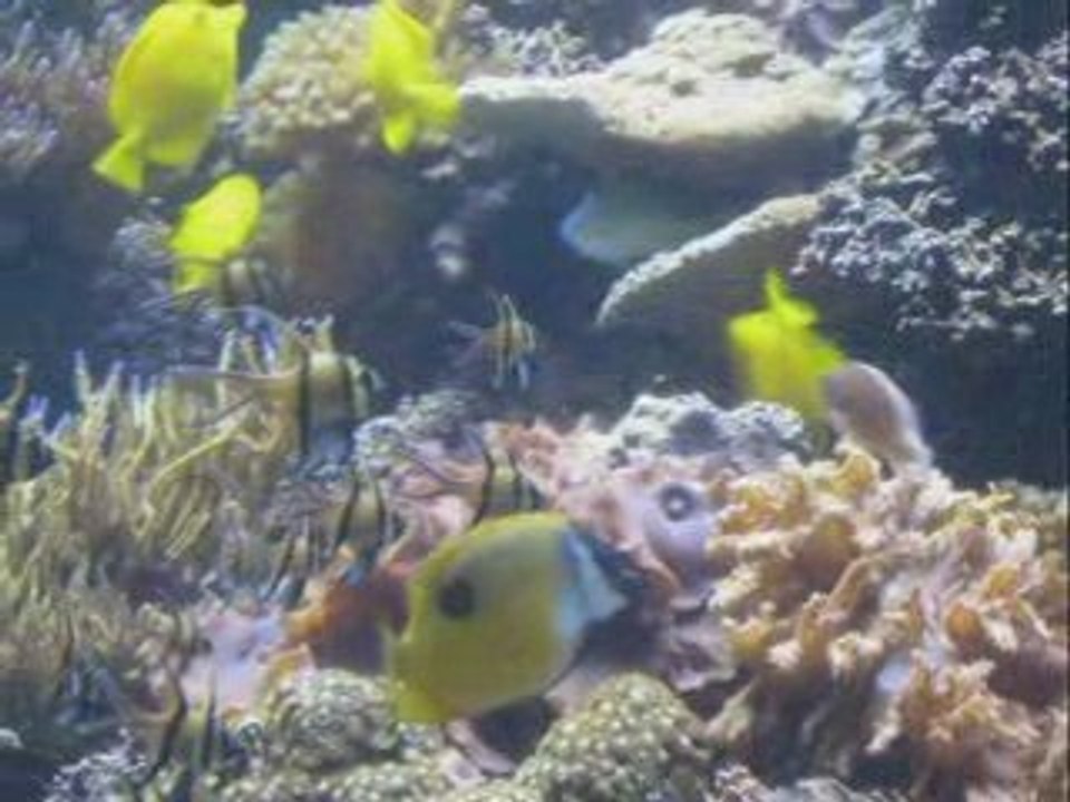 Baltimore Aquarium