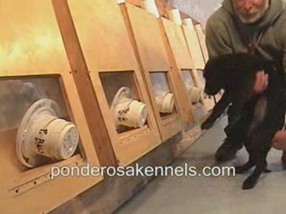 Detection Training Labrador Puppy