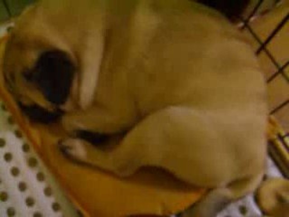 パグ犬のケン；Pug dog's Ken