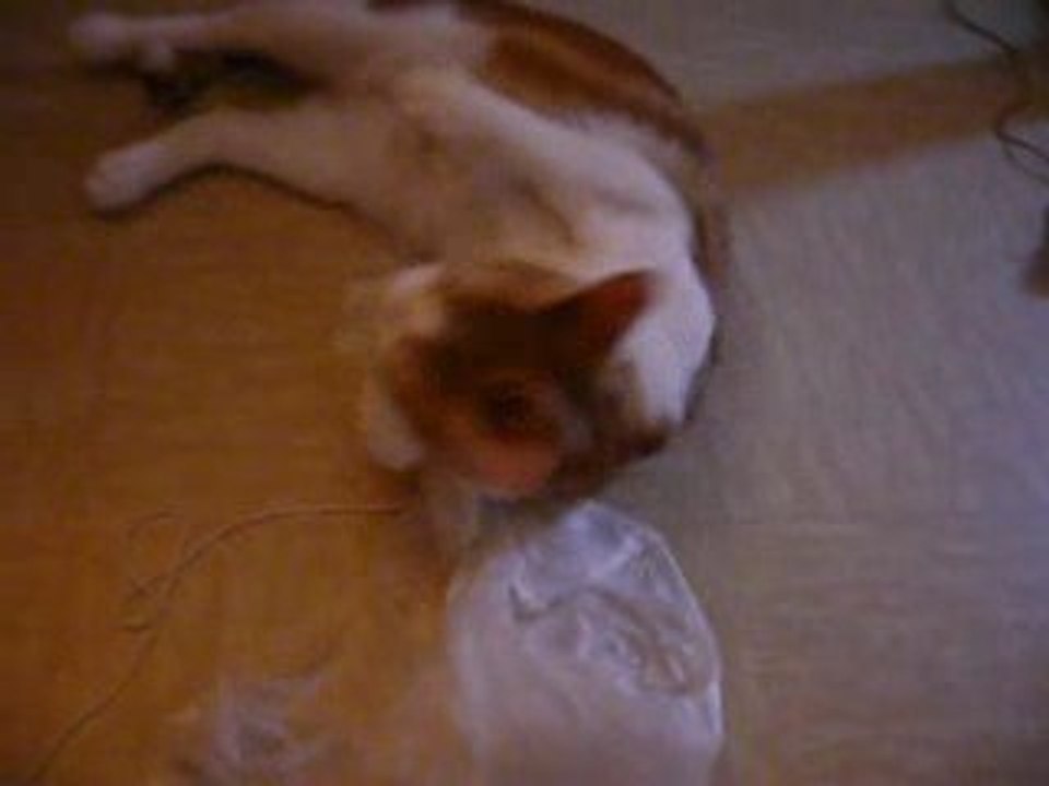 Shisü et son sac de carottes