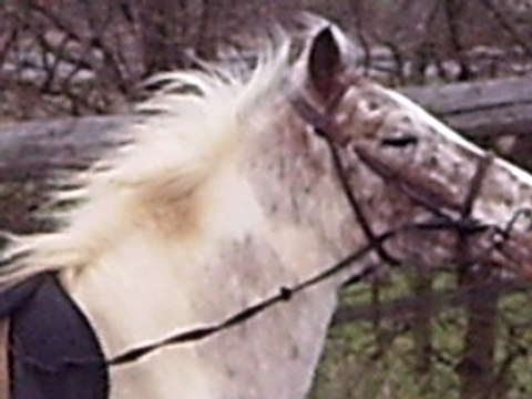 Gribouille se détent galop ds la carrière