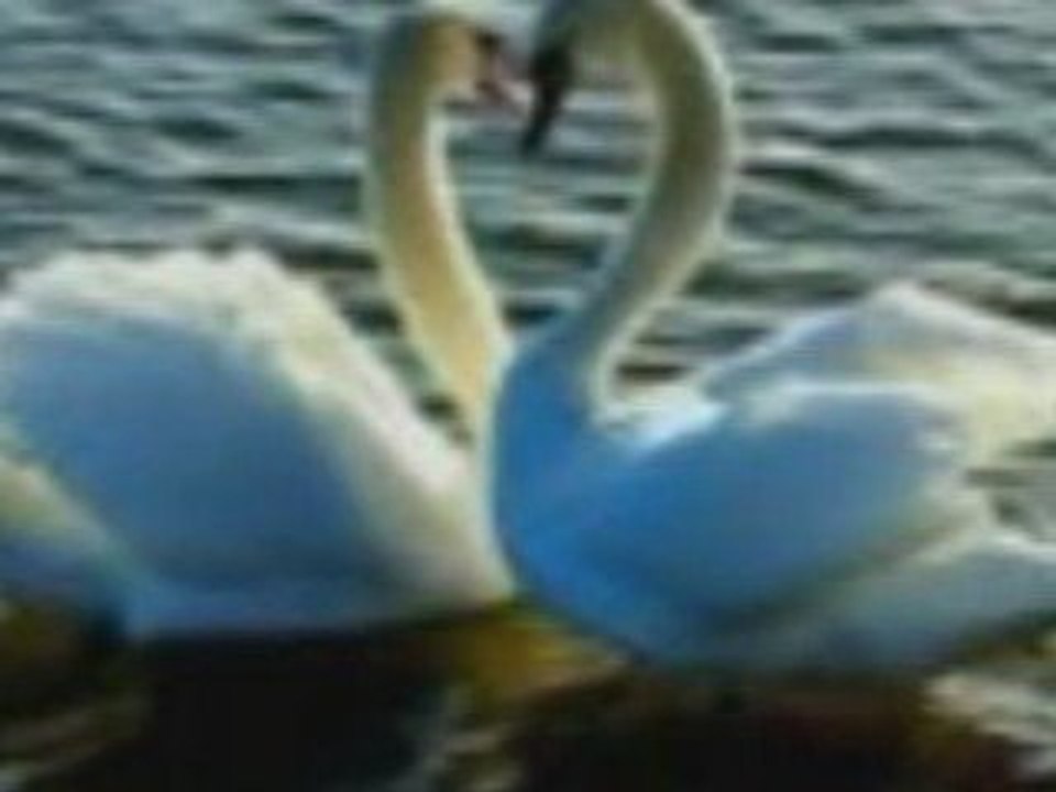 cheb hasni  madanitch ntfar9o