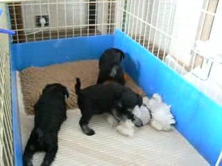 Les Pin-Up le 29 mars 2009