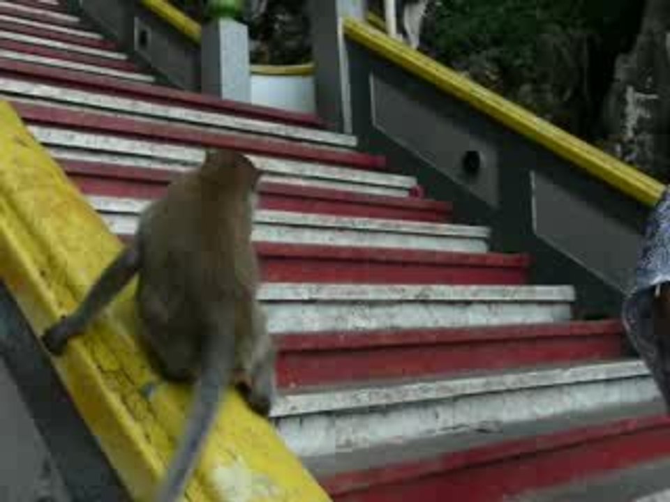 KUALA LUMPUR BATU CAVE LES SINGES