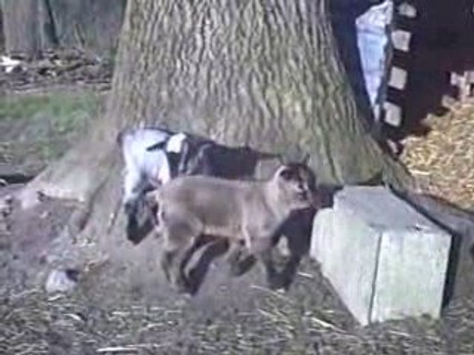 chevreaux