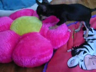 Anaïs et Zoé le 29 mars 2009 DSCN0367