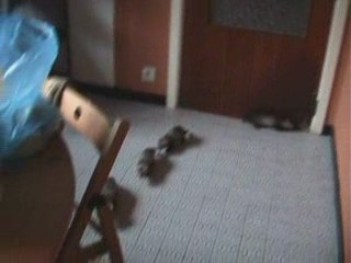 Les bébés en balade 27 03 09