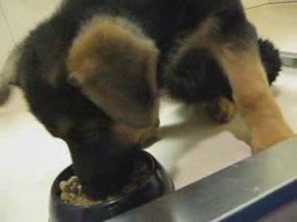 Chiot berger allemand en couches ! ( Nice-Ajaccio en ferry)