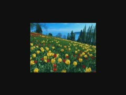 LUMINITA SOARE: Can’t Help Falling In Love ELVIS PRESLEY