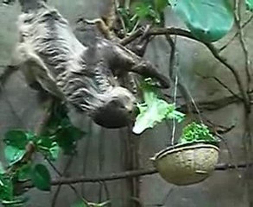 Breakfast for a sloth