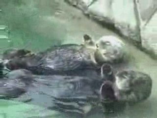 Sieste de castors en amoureux