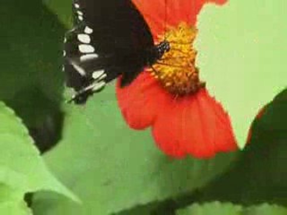 Un papillon
