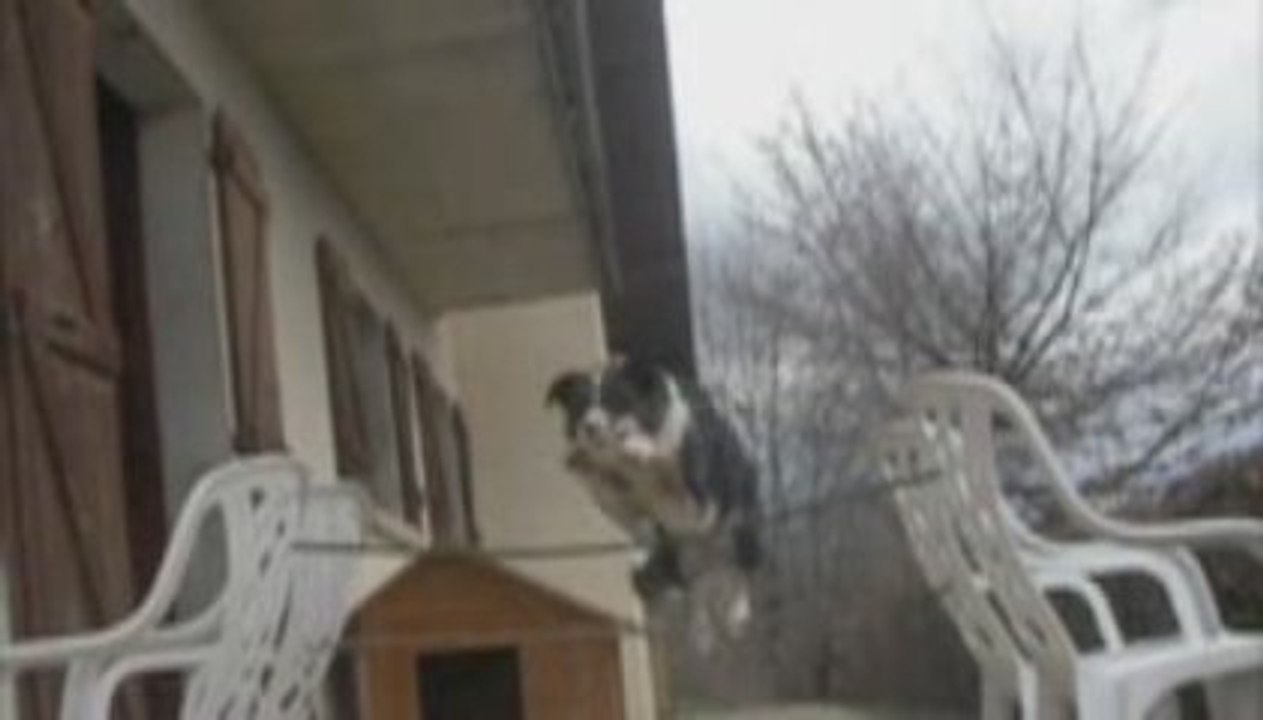 Canelle - Chien sauteur