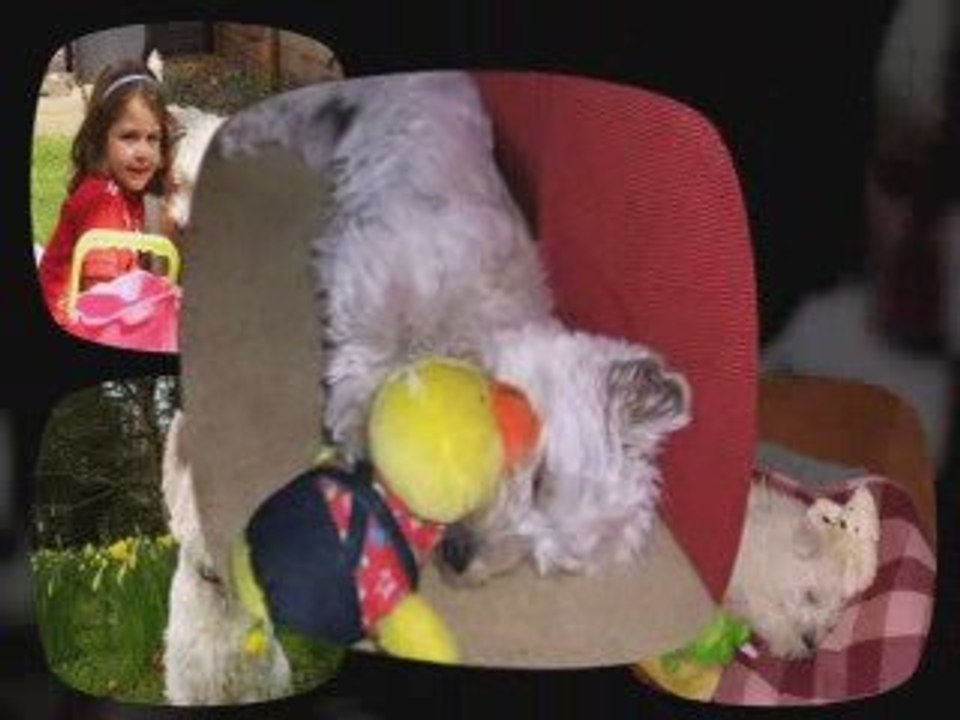 West Highland Terriers - Are You Crazy About Westies