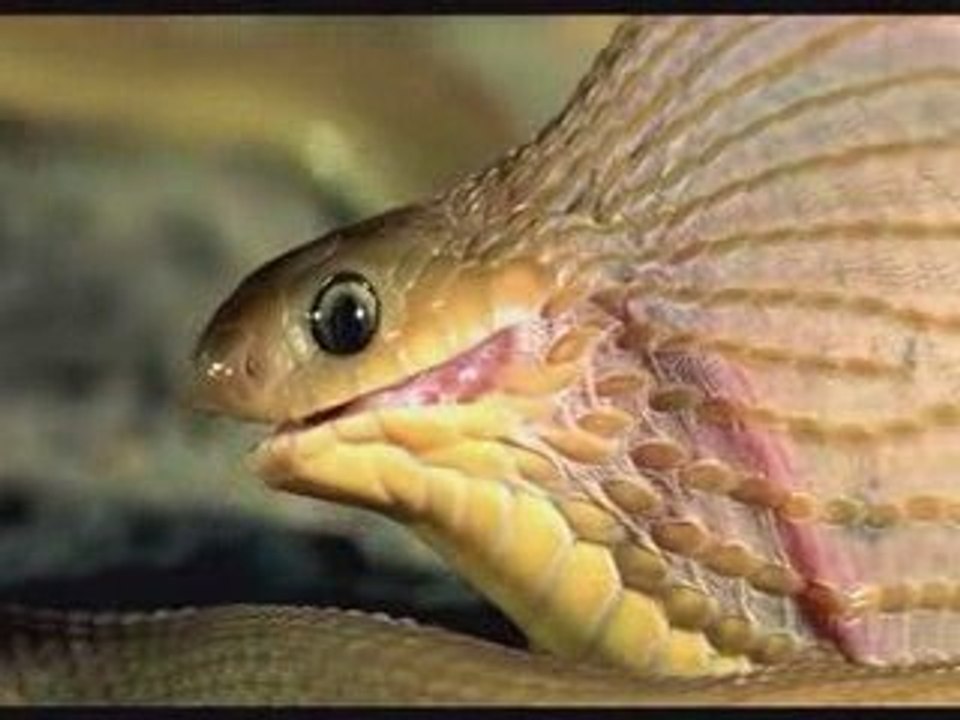 serpent gobe un oeuf