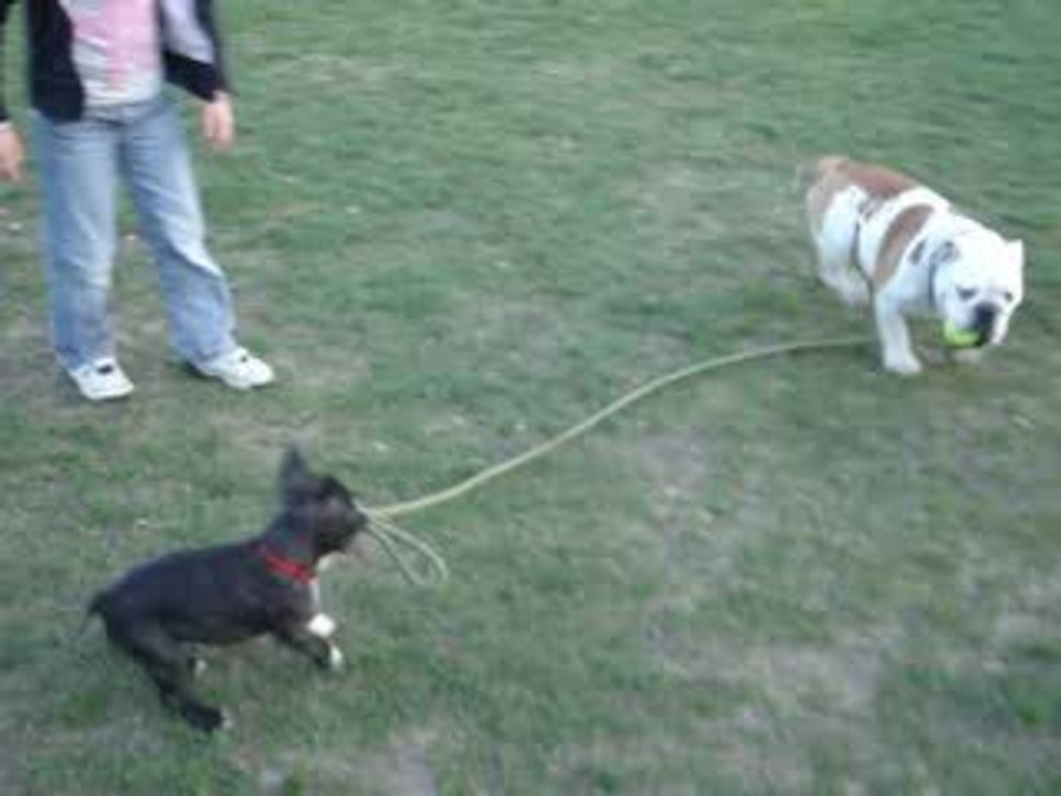 bouledogue francais vs bulldog anglais