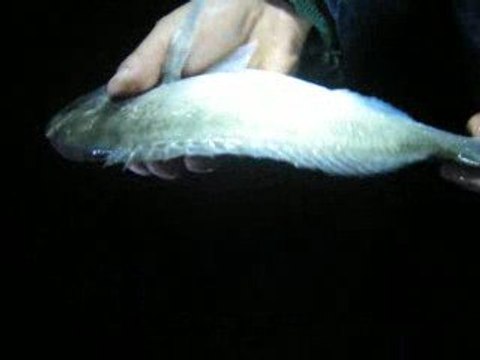 foça balık avı (2)