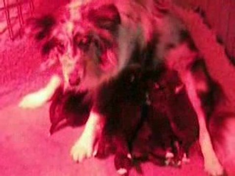 les bébés shetlands nés le 15 et 18 mars 2009