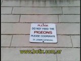 http://www.botix.com.ar/sin-aves Educacion palomas