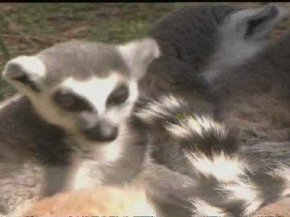 Endangered arrivals