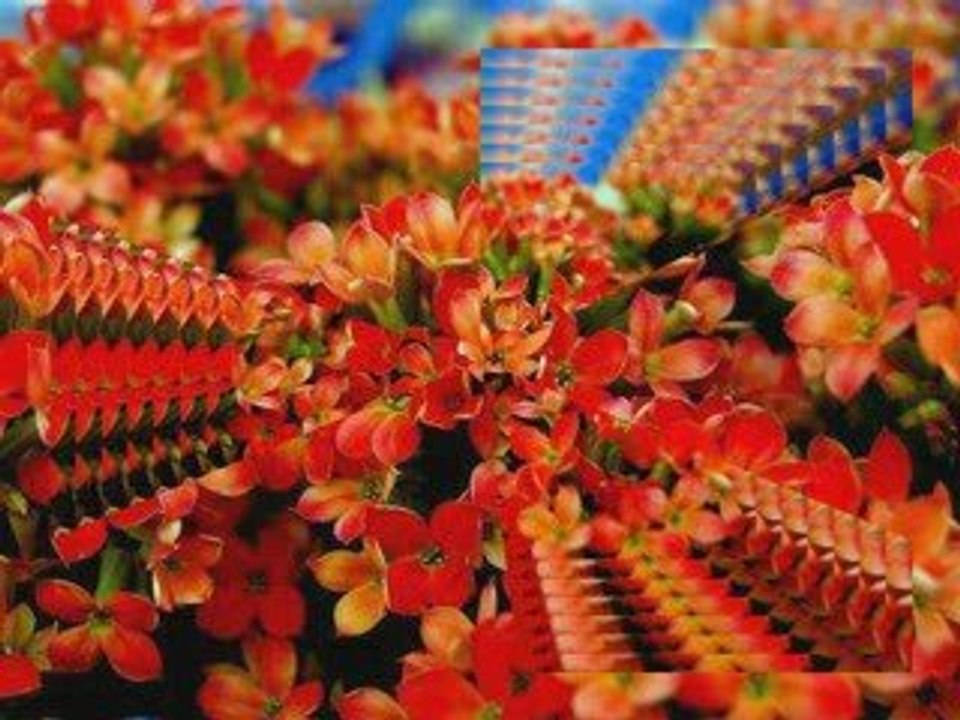 J. Strauss II - Tritsch Tratsch Polka