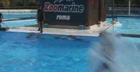 Zoomarine - I delfini
