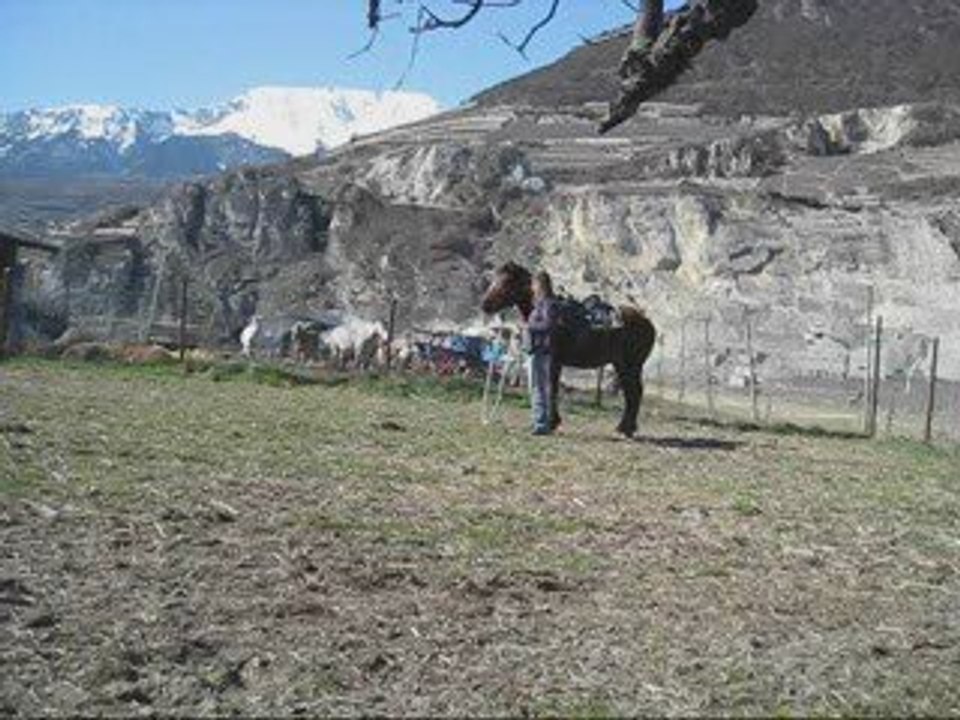 Débourrage de Poker. 3ème scéance au sol.