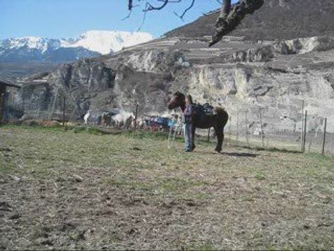 Débourrage de Poker. 3ème scéance au sol.