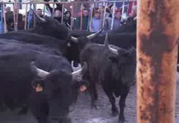 Toros dans la rue pour patienter...