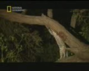 Leoparın yeni dogmus maymun yavrusuna şefkati