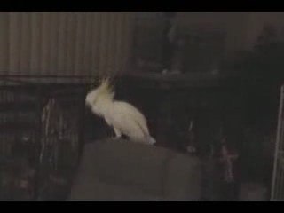 Попугай жжет