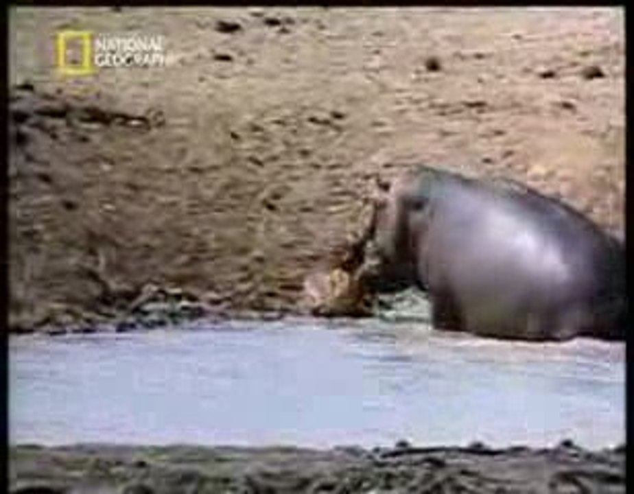 Suaygiri_antilopu_timsahin_agzindan_kurtariyor