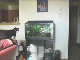 gatto contro pesce
