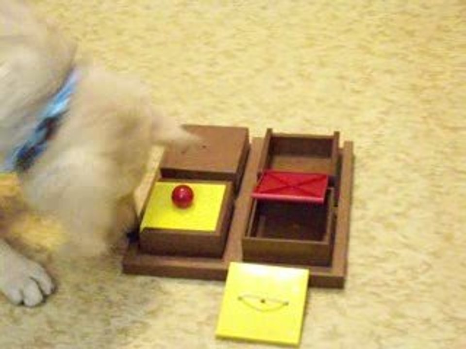 Sammy Intelligenzspielzeug