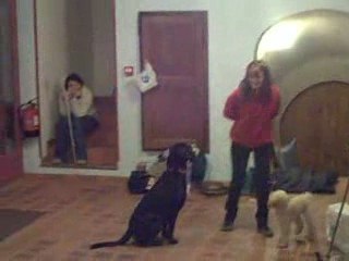 Guizmo essaie l'Obérythmée