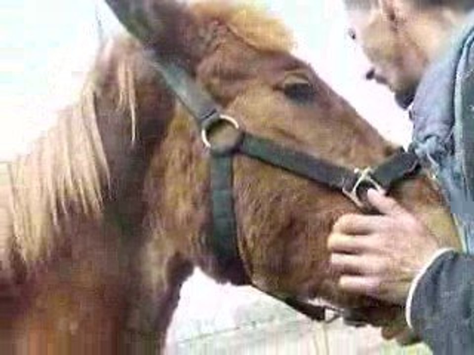 Chevaux