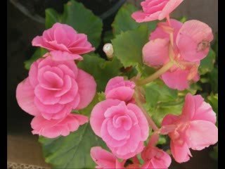 Ayşe Tunalı-Bitmeyen Çile