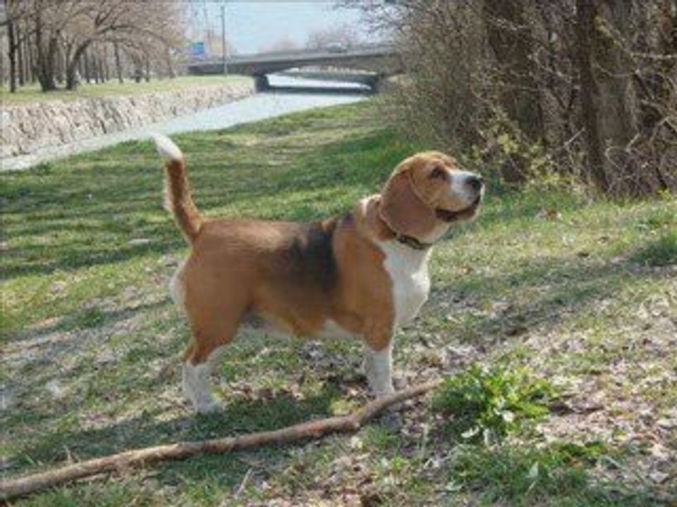Baïka au bord du Rhône