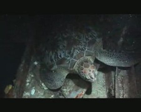 Plongée de nuit sur le Franjack à Pigeon Guadeloupe FWI