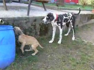 Première vidéo de Frosti arrivé à la maison