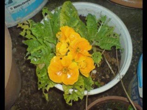 Ayşegül Durukan - Sana Gönül Bocum Var