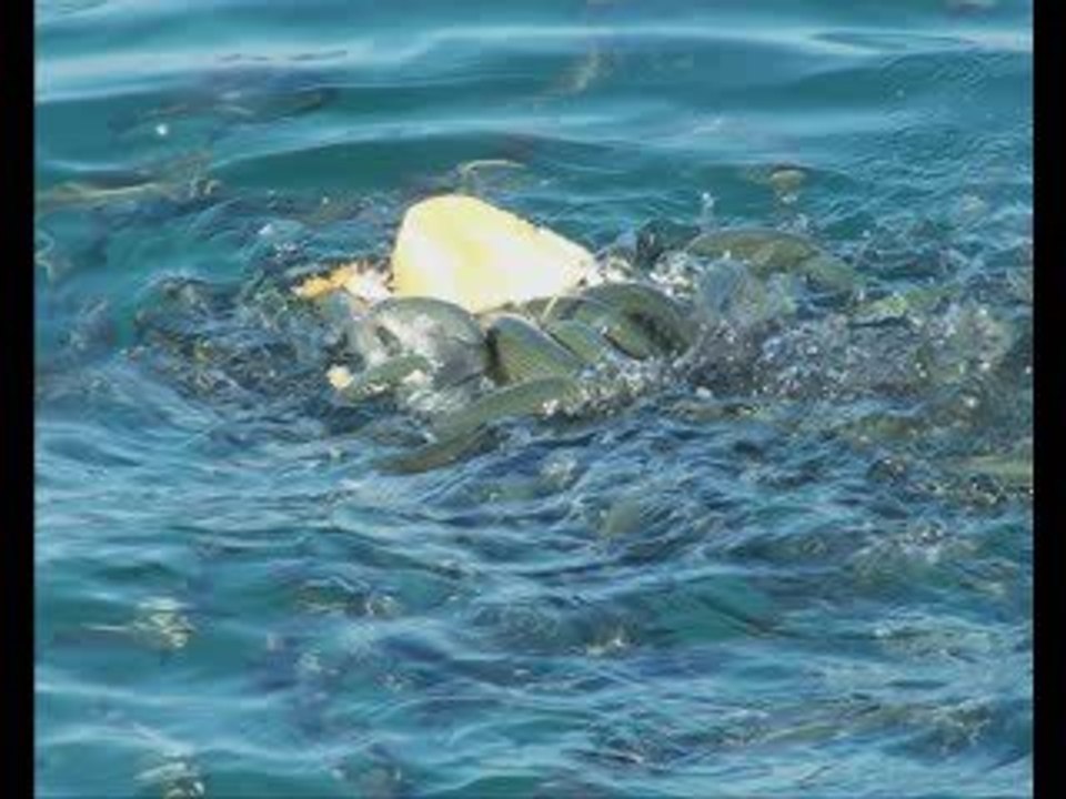 Ayşegül Durukan-Suda Balık Yan Gider