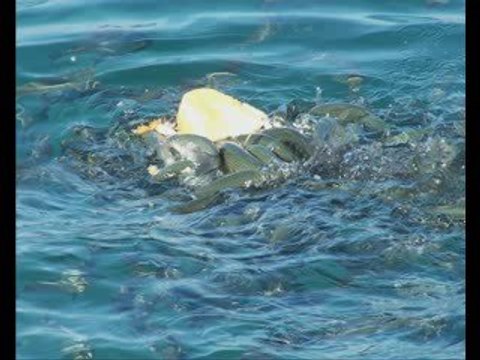 Ayşegül Durukan-Suda Balık Yan Gider