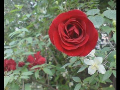 Ahmet Sezgin - Karakaş Gözlerin Elmas