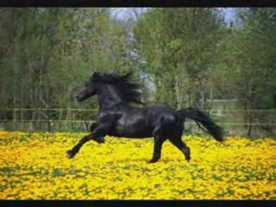 Le frison