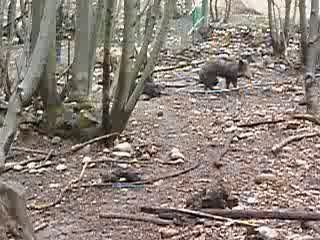 Ferme Jagd Terrier - Parc d'entrainement Grand Lemps Isére.