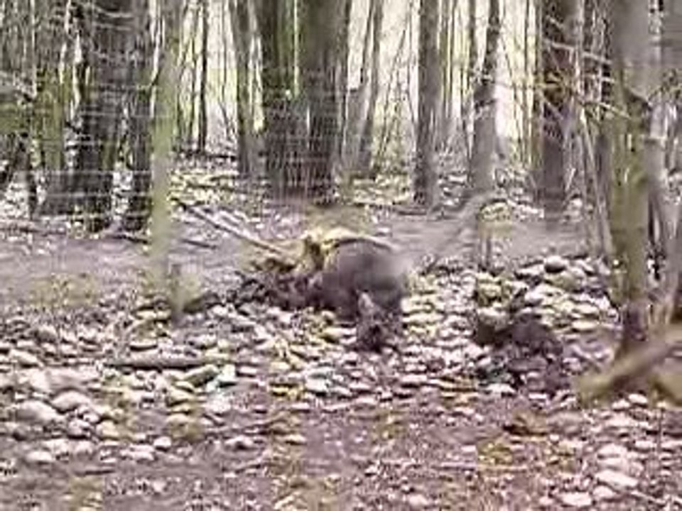 Ferme Jagd Terrier - Parc d'entrainement Grand Lemps Isére 2
